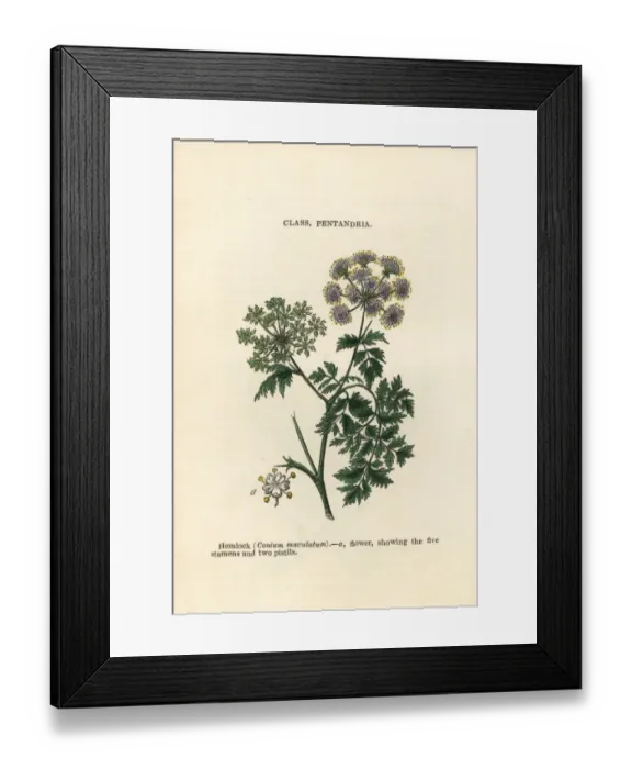 Framed Print : Hemlock, Conium maculatum Framed Print : Hemlock, Conium maculatum