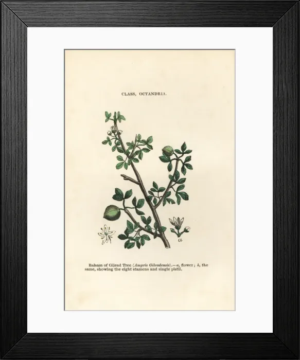 Framed Print : Balm of Gilead, Commiphora gileadensis Framed Print : Balm of Gilead, Commiphora gileadensis