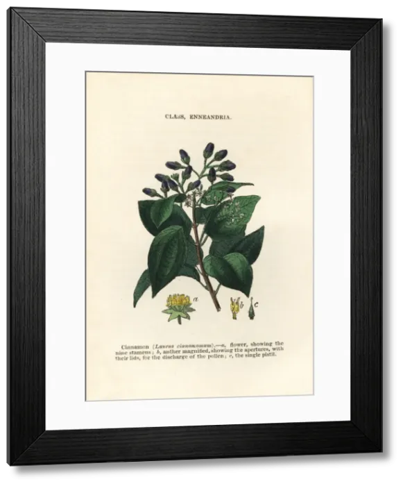 Framed Print : Cinnamon, Cinnamomum verum Framed Print : Cinnamon, Cinnamomum verum