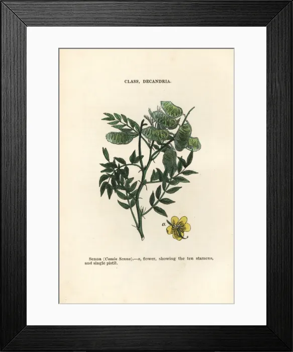 Framed Print : Alexandrian senna, Senna alexandrina Framed Print : Alexandrian senna, Senna alexandrina
