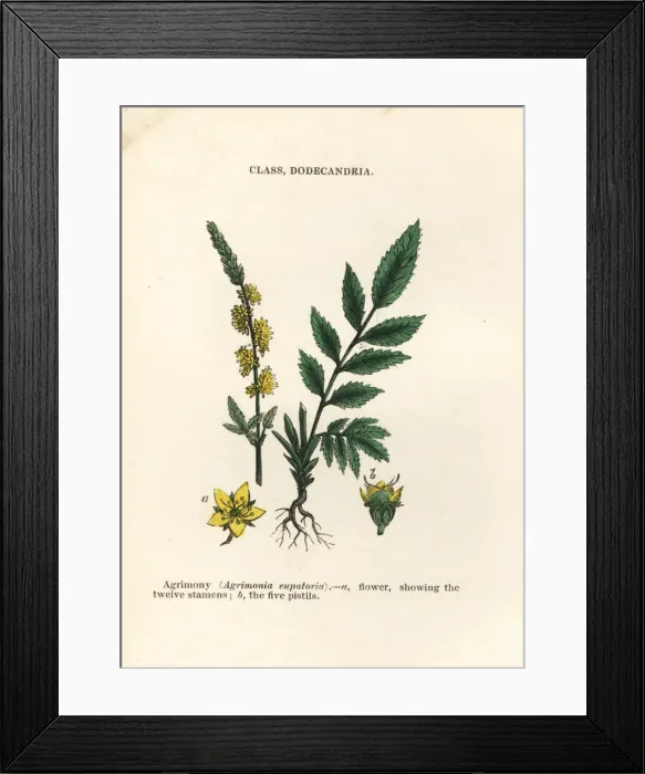 Framed Print : Agrimony, Agrimonia eupatoria Framed Print : Agrimony, Agrimonia eupatoria