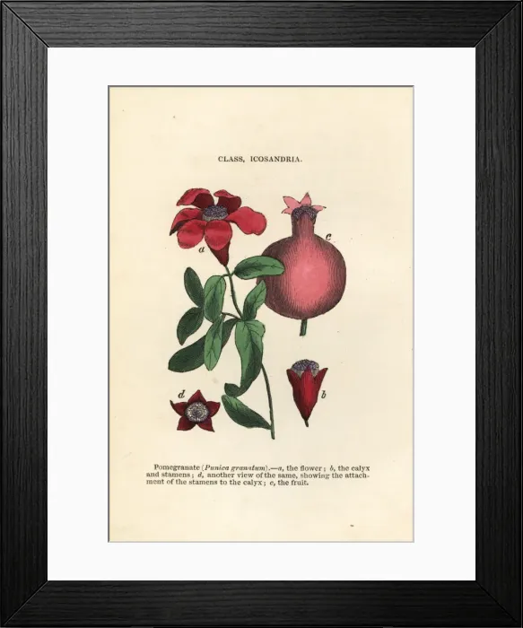 Framed Print : Pomegranate, Punica granatum Framed Print : Pomegranate, Punica granatum