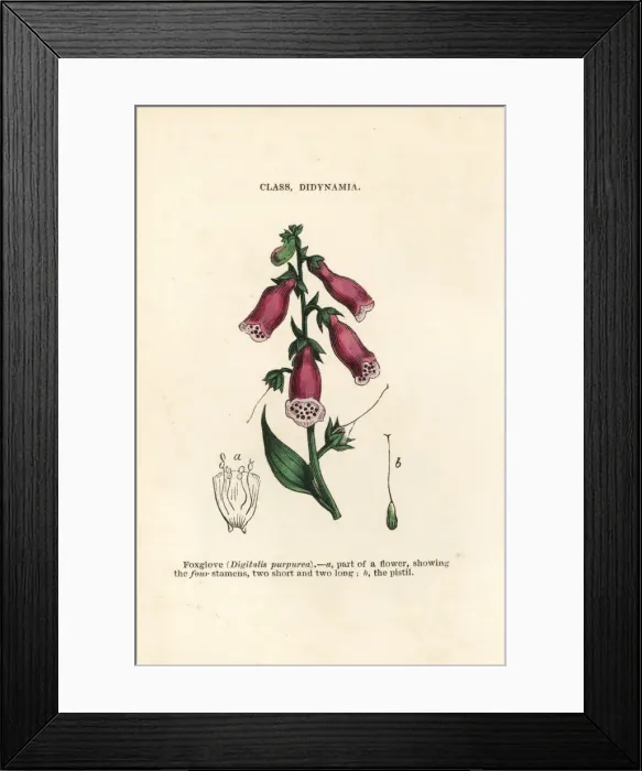 Framed Print : Purple foxglove, Digitalis purpurea Framed Print : Purple foxglove, Digitalis purpurea