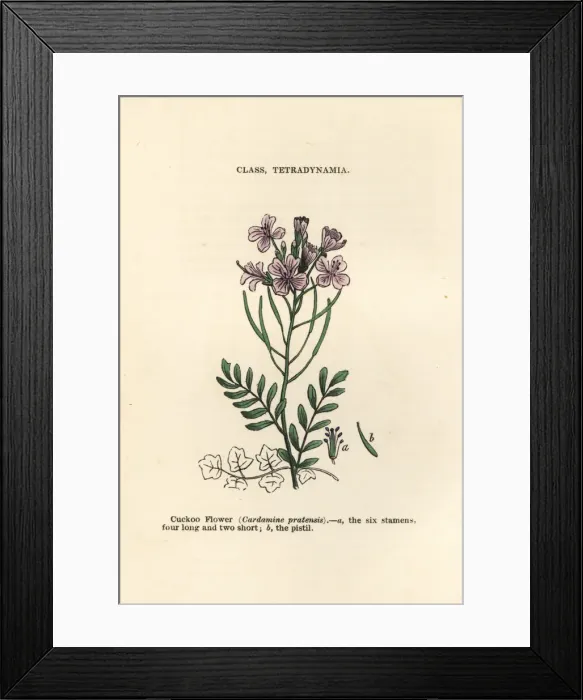Framed Print : Cuckoo flower, Cardamine pratensis Framed Print : Cuckoo flower, Cardamine pratensis