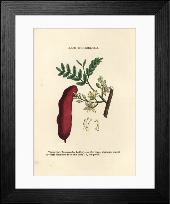 Framed Print : Tamarind, Tamarindus indicus Framed Print : Tamarind, Tamarindus indicus