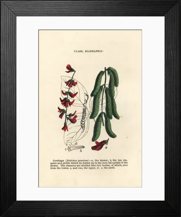 Framed Print : Velvet bean, Mucuna pruriens Framed Print : Velvet bean, Mucuna pruriens