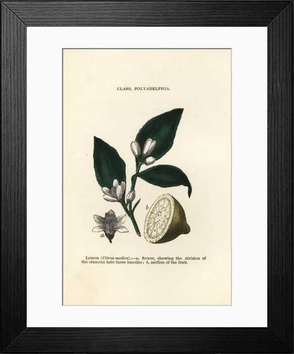 Framed Print : Lemon, Citrus medica Framed Print : Lemon, Citrus medica
