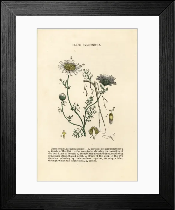 Framed Print : Roman chamomile, Chamaemelum nobile Framed Print : Roman chamomile, Chamaemelum nobile