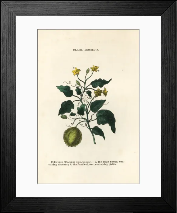 Framed Print : Colocynth or bitter apple, Citrullus colocynthis Framed Print : Colocynth or bitter apple, Citrullus colocynthis