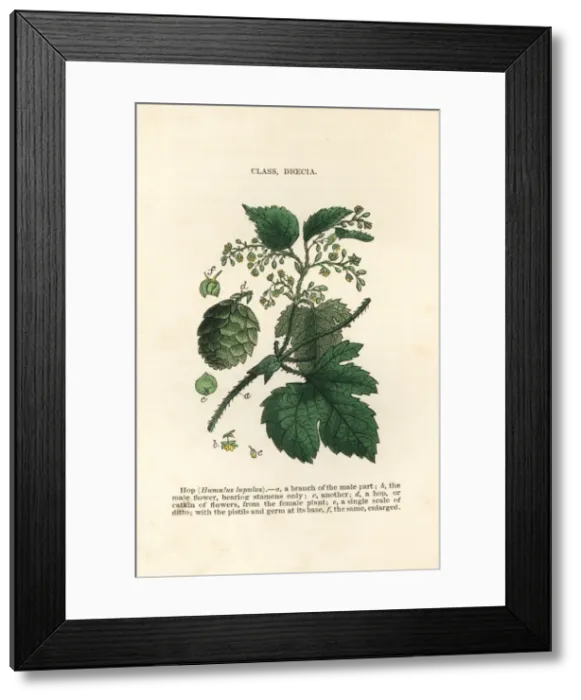 Framed Print : Hop, Humulus lupulus Framed Print : Hop, Humulus lupulus