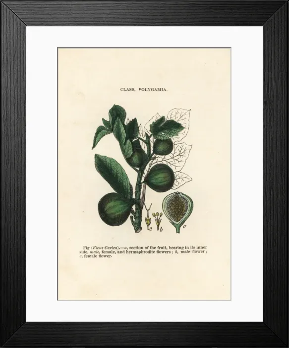 Framed Print : Fig, Ficus carica Framed Print : Fig, Ficus carica