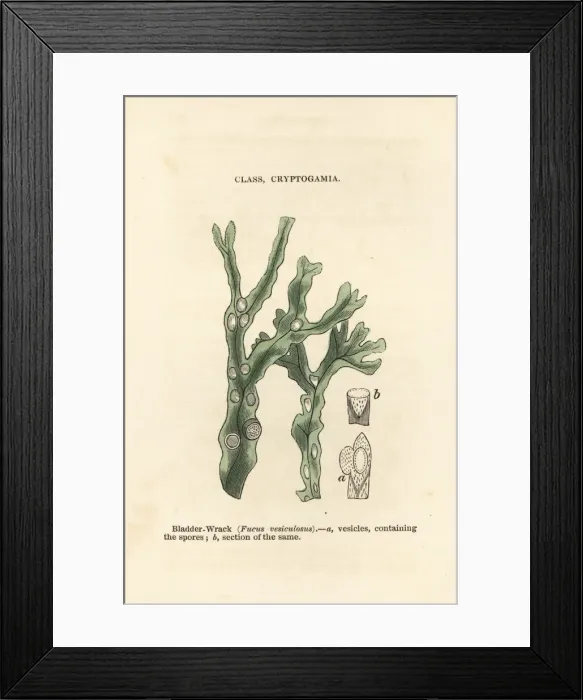 Framed Print : Bladderwrack, Fucus vesiculosus Framed Print : Bladderwrack, Fucus vesiculosus