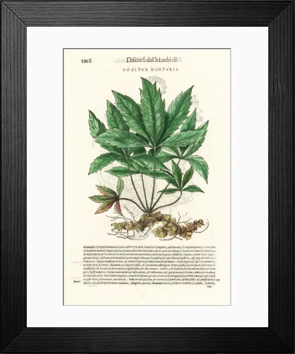 Framed Print : Bittercress, Cardamine species Framed Print : Bittercress, Cardamine species
