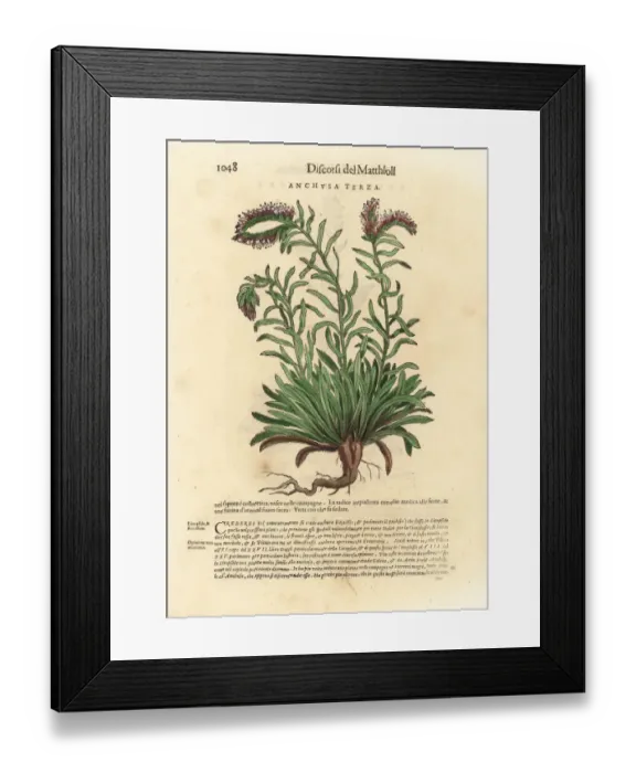 Framed Print : Alkanet, Anchusa species Framed Print : Alkanet, Anchusa species