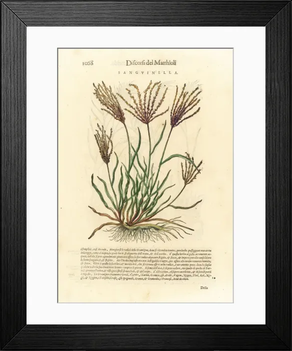 Framed Print : Fonio grass, Digitaria sanguinalis Framed Print : Fonio grass, Digitaria sanguinalis