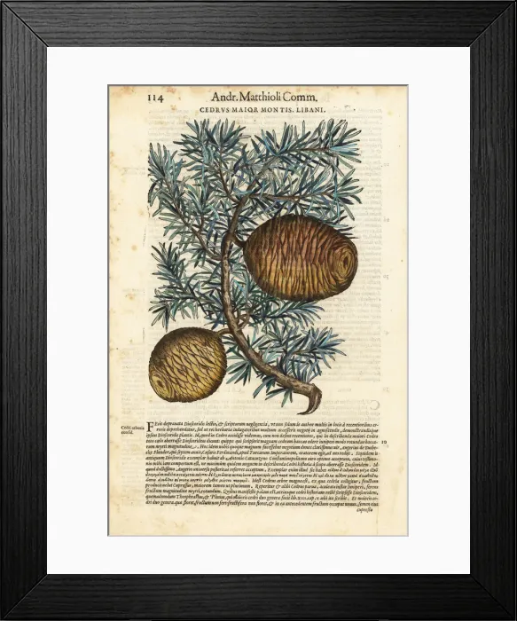 Framed Print : Lebanon cedar tree, Cedrus libani Framed Print : Lebanon cedar tree, Cedrus libani
