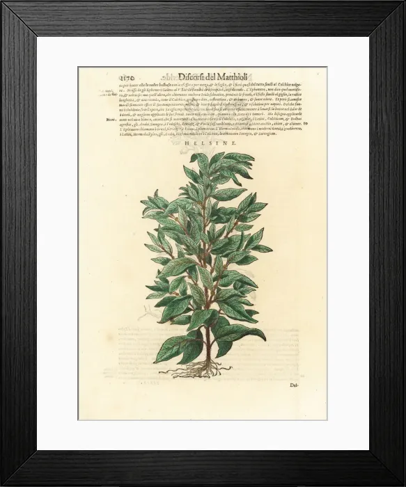 Framed Print : Eastern pellitory-of-the-wall, Parietaria officinalis Framed Print : Eastern pellitory-of-the-wall, Parietaria officinalis