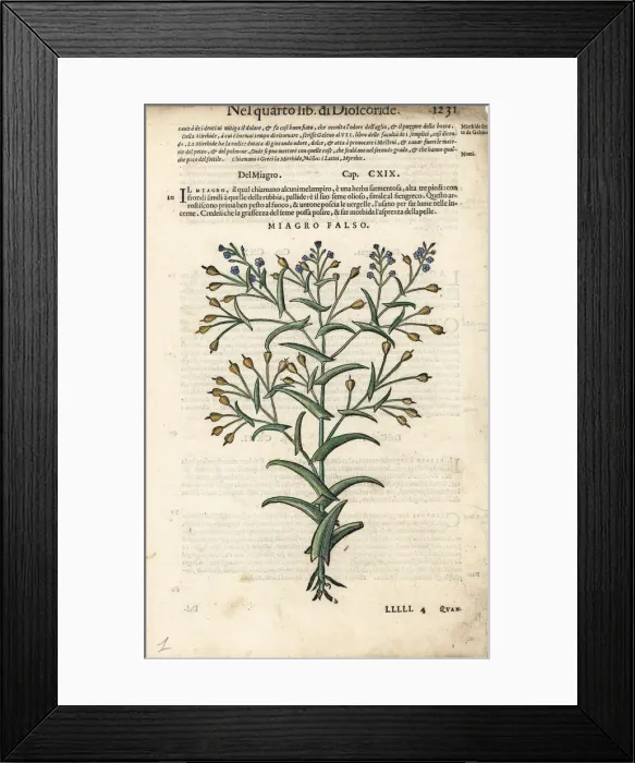 Framed Print : False flax oil, Camelina sativa Framed Print : False flax oil, Camelina sativa