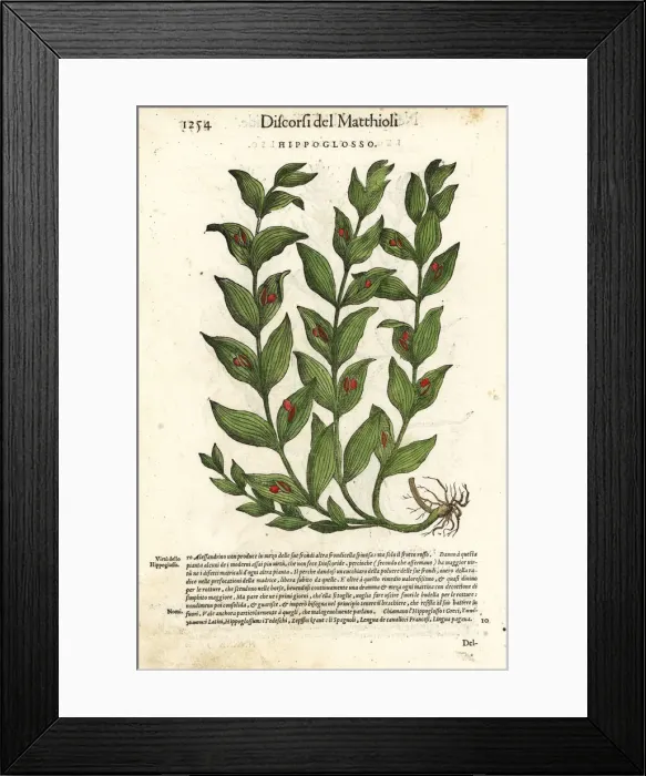 Framed Print : Spineless butchers broom, Ruscus hypoglossum Framed Print : Spineless butchers broom, Ruscus hypoglossum
