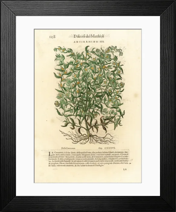 Framed Print : Snapdragon variety, Antirrhinum species Framed Print : Snapdragon variety, Antirrhinum species