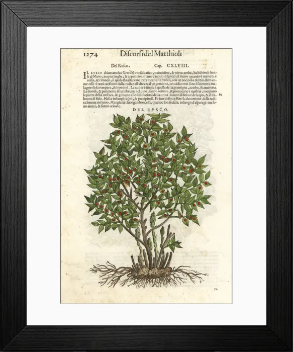 Framed Print : Butcher s-broom, Ruscus aculeatus