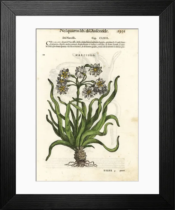 Framed Print : Bunch-flowered daffodil, Narcissus tazetta Framed Print : Bunch-flowered daffodil, Narcissus tazetta