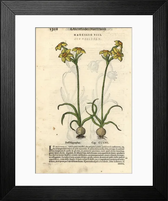 Framed Print : Jonquil, Narcissus jonquilla Framed Print : Jonquil, Narcissus jonquilla