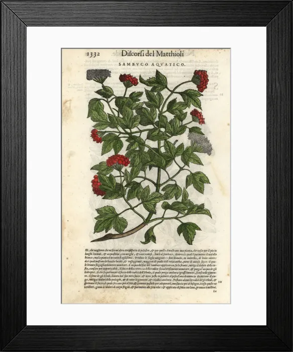 Framed Print : Guelder-rose, Viburnum opulus Framed Print : Guelder-rose, Viburnum opulus