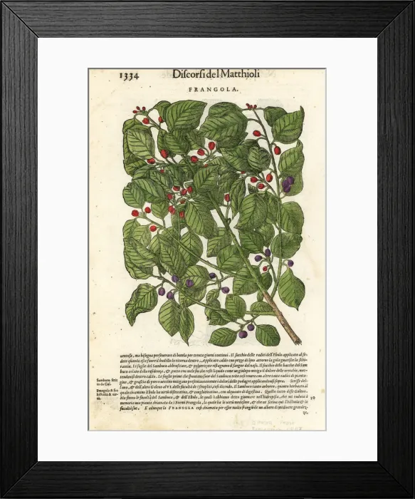 Framed Print : Alder buckthorn or glossy buckthorn, Frangula alnus Framed Print : Alder buckthorn or glossy buckthorn, Frangula alnus