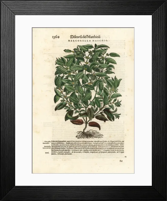 Framed Print : Dog mercury, Mercurialis perennis
