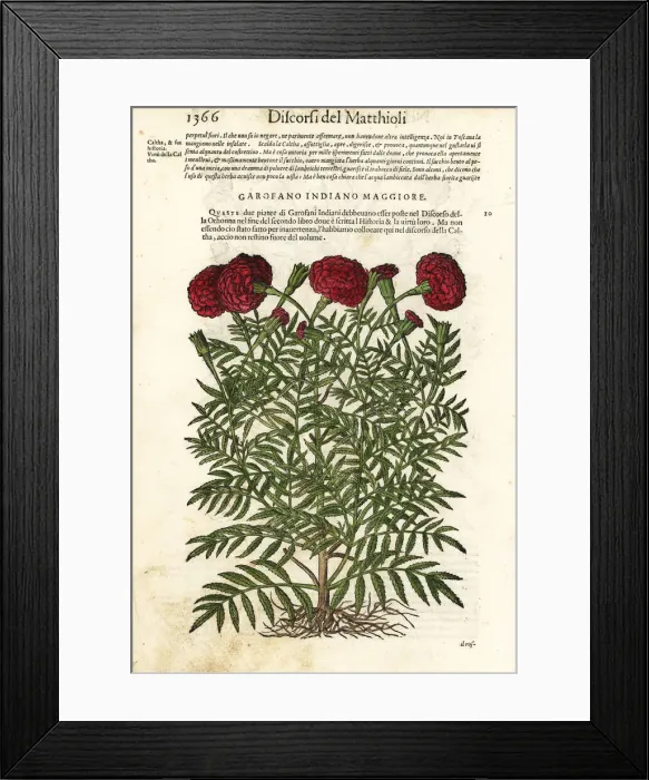 Framed Print : Mexican marigold or Aztec marigold, Tagetes erecta Framed Print : Mexican marigold or Aztec marigold, Tagetes erecta
