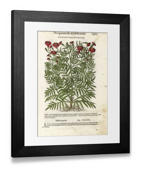 Framed Print : French marigold, Tagetes patula Framed Print : French marigold, Tagetes patula