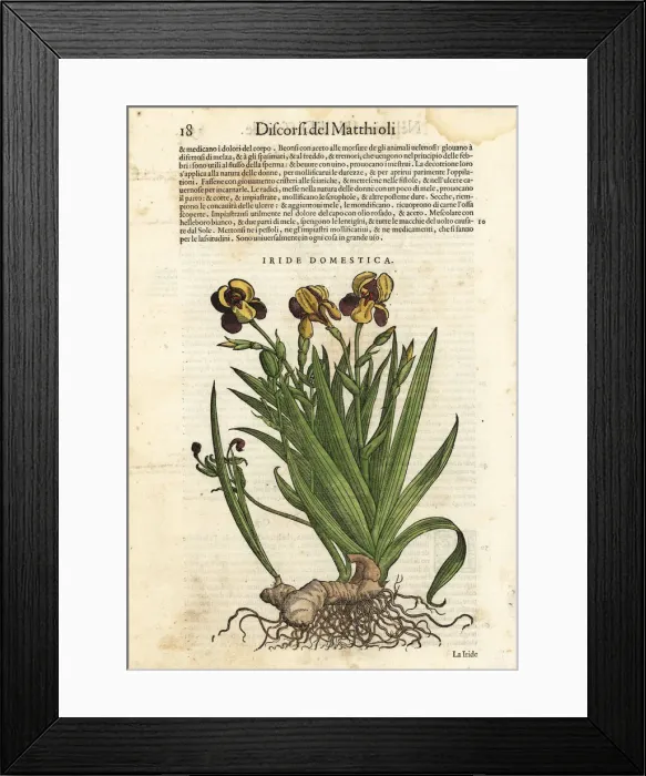 Framed Print : Blackberry lily, Iris domestica Framed Print : Blackberry lily, Iris domestica
