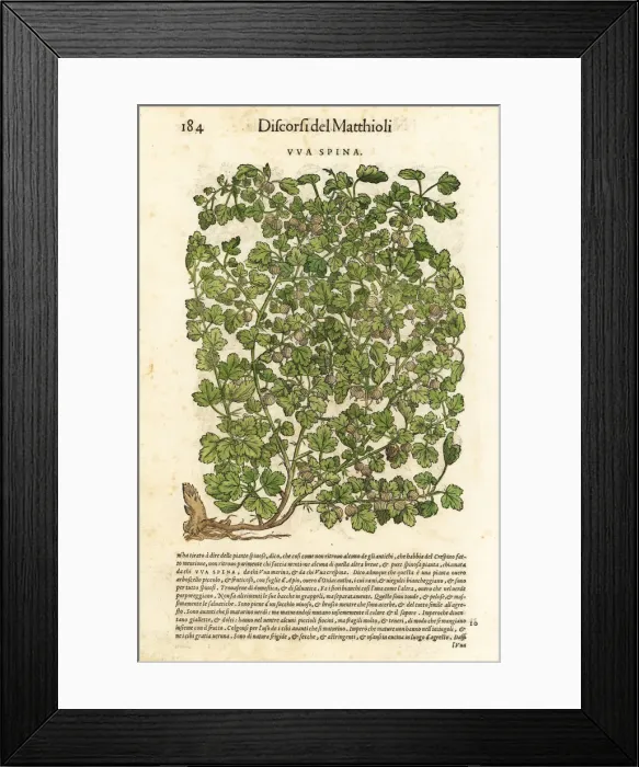 Framed Print : Gooseberry, Ribes uva-crispa Framed Print : Gooseberry, Ribes uva-crispa