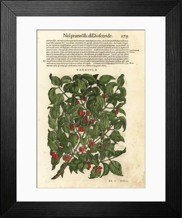 Framed Print : Cornelian cherry, Cornus mas Framed Print : Cornelian cherry, Cornus mas