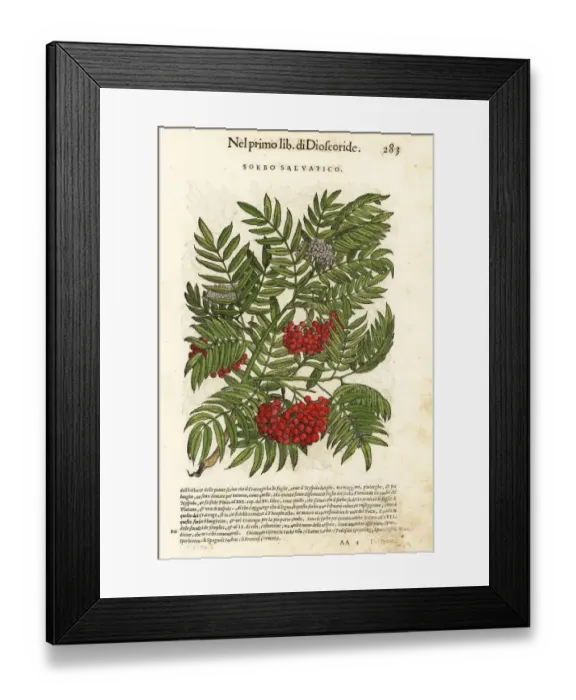 Framed Print : Sicilian sumac or tanners sumach, Rhus coriaria Framed Print : Sicilian sumac or tanners sumach, Rhus coriaria