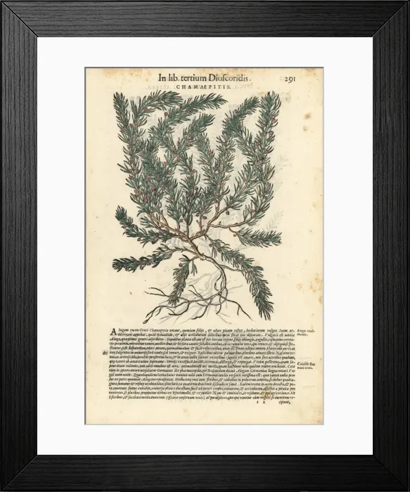 Framed Print : Yellow bugle, Ajuga chamaepitys Framed Print : Yellow bugle, Ajuga chamaepitys