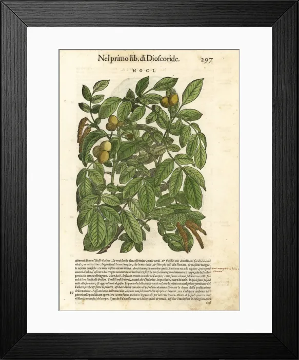 Framed Print : Walnut tree, Juglans major Framed Print : Walnut tree, Juglans major