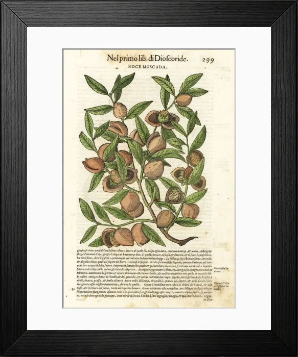 Framed Print : Mace and nutmeg, Myristica fragrans Framed Print : Mace and nutmeg, Myristica fragrans
