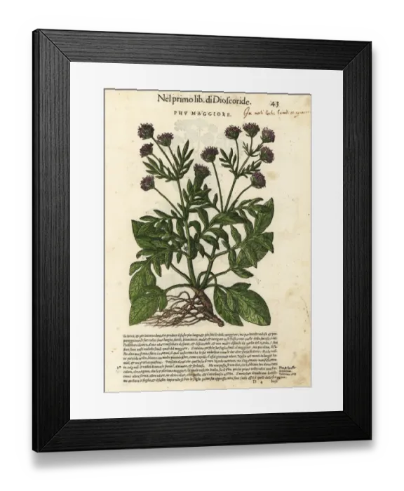 Framed Print : Valerian, Valeriana officinalis Framed Print : Valerian, Valeriana officinalis