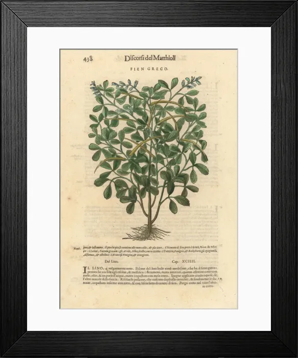Framed Print : Fenugreek, Trigonella foenum-graecum Framed Print : Fenugreek, Trigonella foenum-graecum