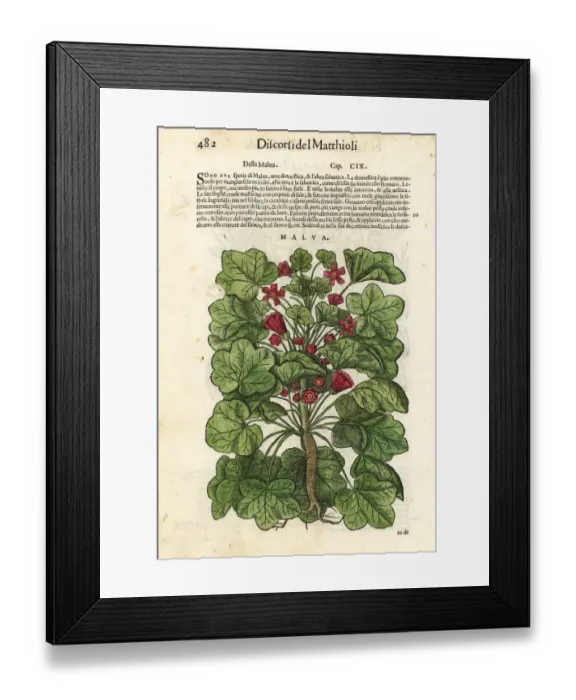 Framed Print : Common mallow, Malva sylvestris Framed Print : Common mallow, Malva sylvestris