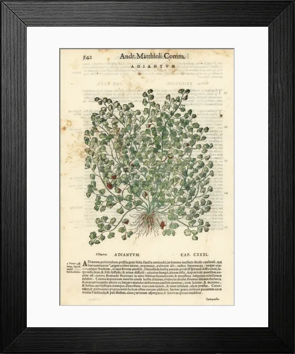 Framed Print : Southern maidenhair fern, Adiantum capillus-veneris Framed Print : Southern maidenhair fern, Adiantum capillus-veneris
