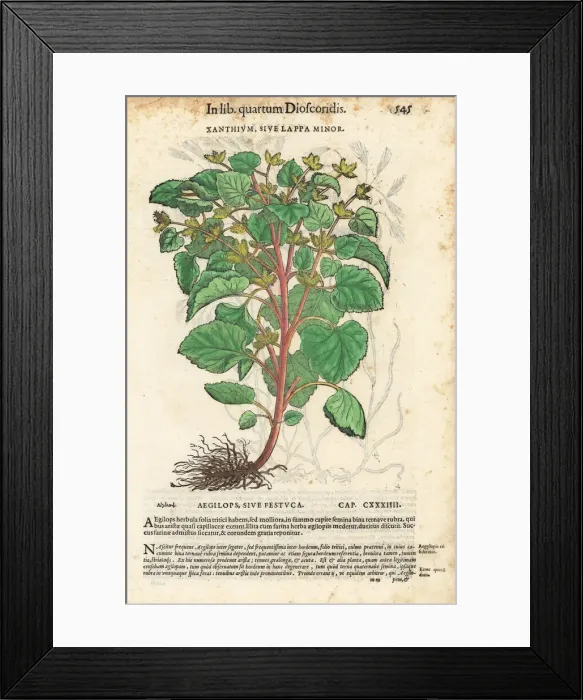 Framed Print : Lesser burdock or cocklebur, Arctium minus