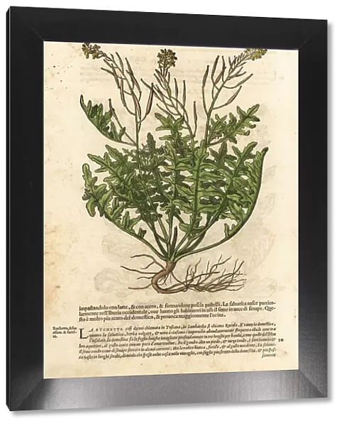 Perennial wall-rocket, Diplotaxis tenuifolia