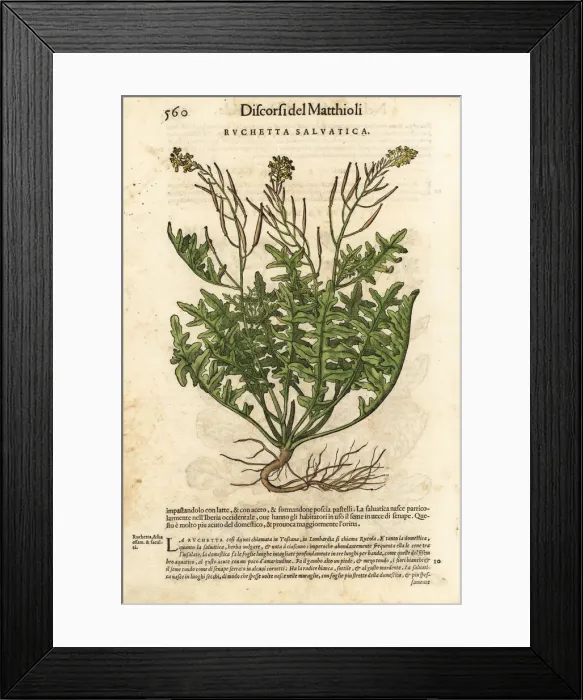 Framed Print : Perennial wall-rocket, Diplotaxis tenuifolia Framed Print : Perennial wall-rocket, Diplotaxis tenuifolia