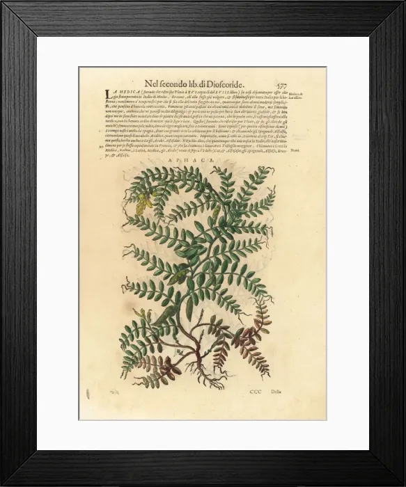 Framed Print : Yellow pea, Lathyrus aphaca Framed Print : Yellow pea, Lathyrus aphaca
