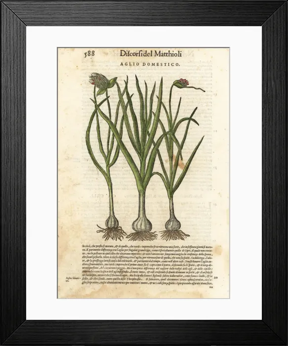 Framed Print : Garlic, Allium sativum Framed Print : Garlic, Allium sativum