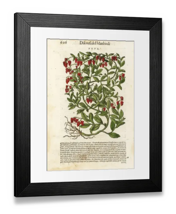 Framed Print : Black pepper, Piper nigrum (Pepe) Framed Print : Black pepper, Piper nigrum (Pepe)