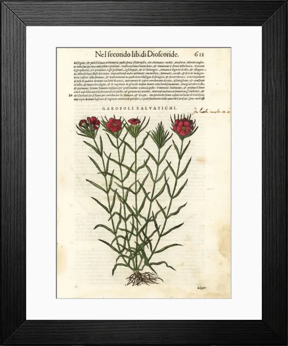 Framed Print : Common carnation, Dianthus caryophyllus Framed Print : Common carnation, Dianthus caryophyllus